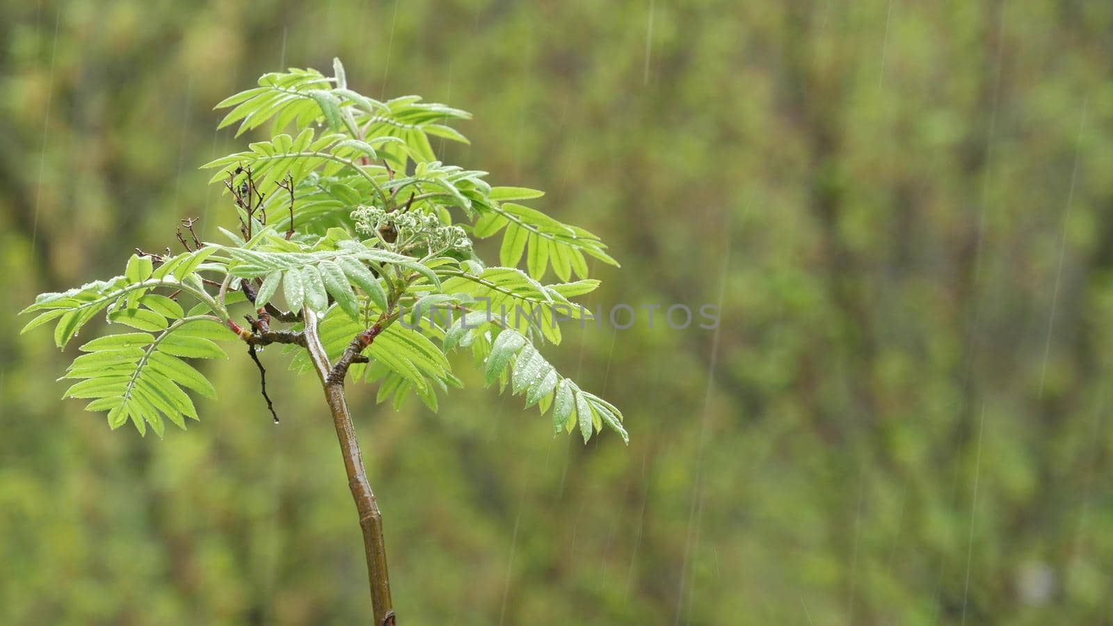 Rain drops falling, fresh green juicy leaves in spring forest. Droplets on springtime wet trees foliage. Moist greenery, rainy weather. Raindrops water refreshing plants in woods. Rainfall and canopy.
