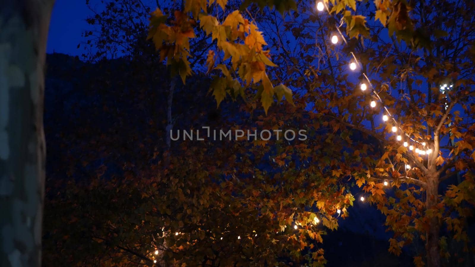 Yellow or orange autumn maple tree leaves and glowing garland in cozy twilight. Romantic illuminated electric bulb lamp lights and faill foliage at dusk. Golden october, september or november night.