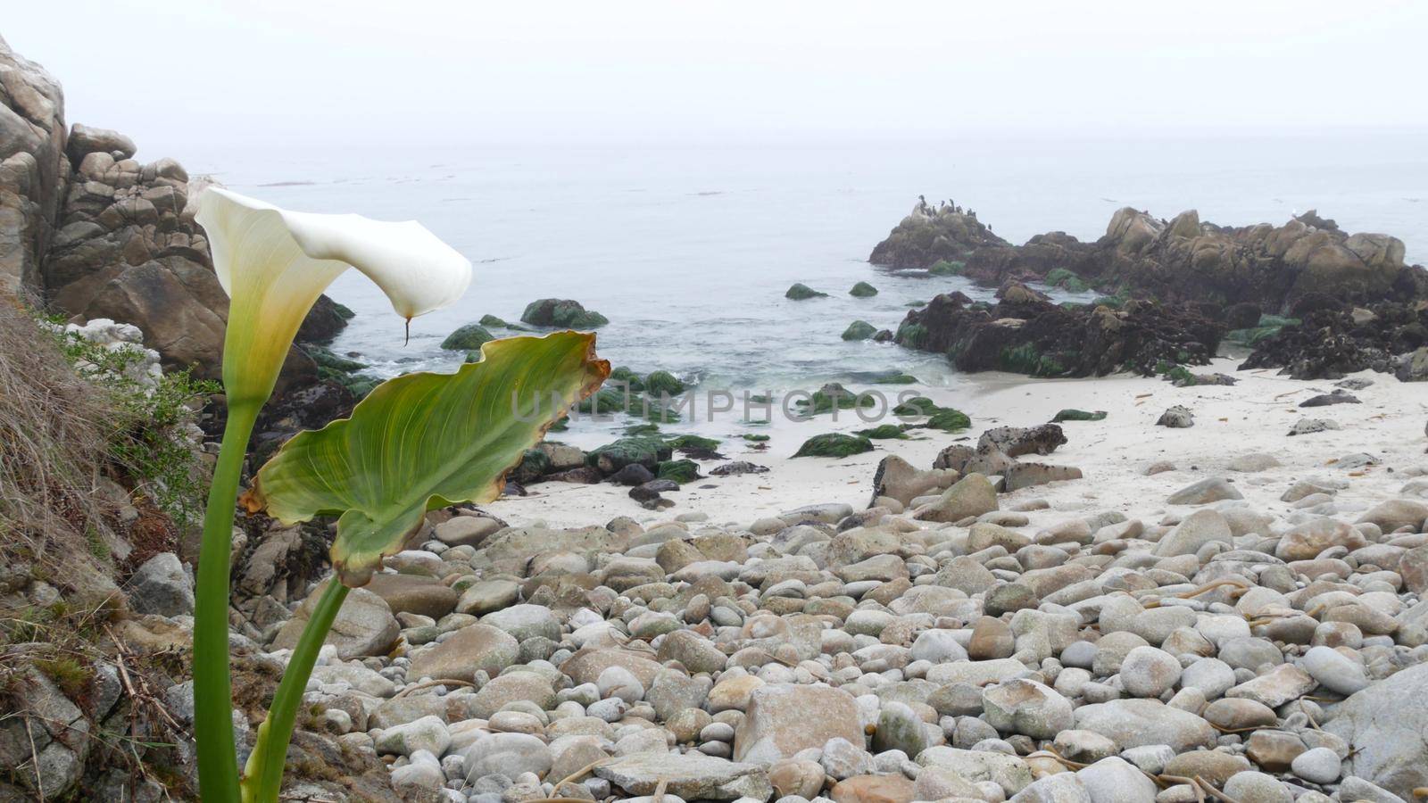 Calla lily white flower on rocky craggy shore, pebble beach, Monterey bay nature, California coast, USA. Foggy misty weather and calm sea ocean water waves. Cormorant birds flock and cala lilly bloom.