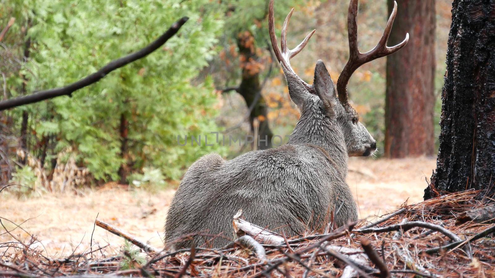 Deer with big antlers portrait, California wildlife fauna. Buck face, stag head. by DogoraSun