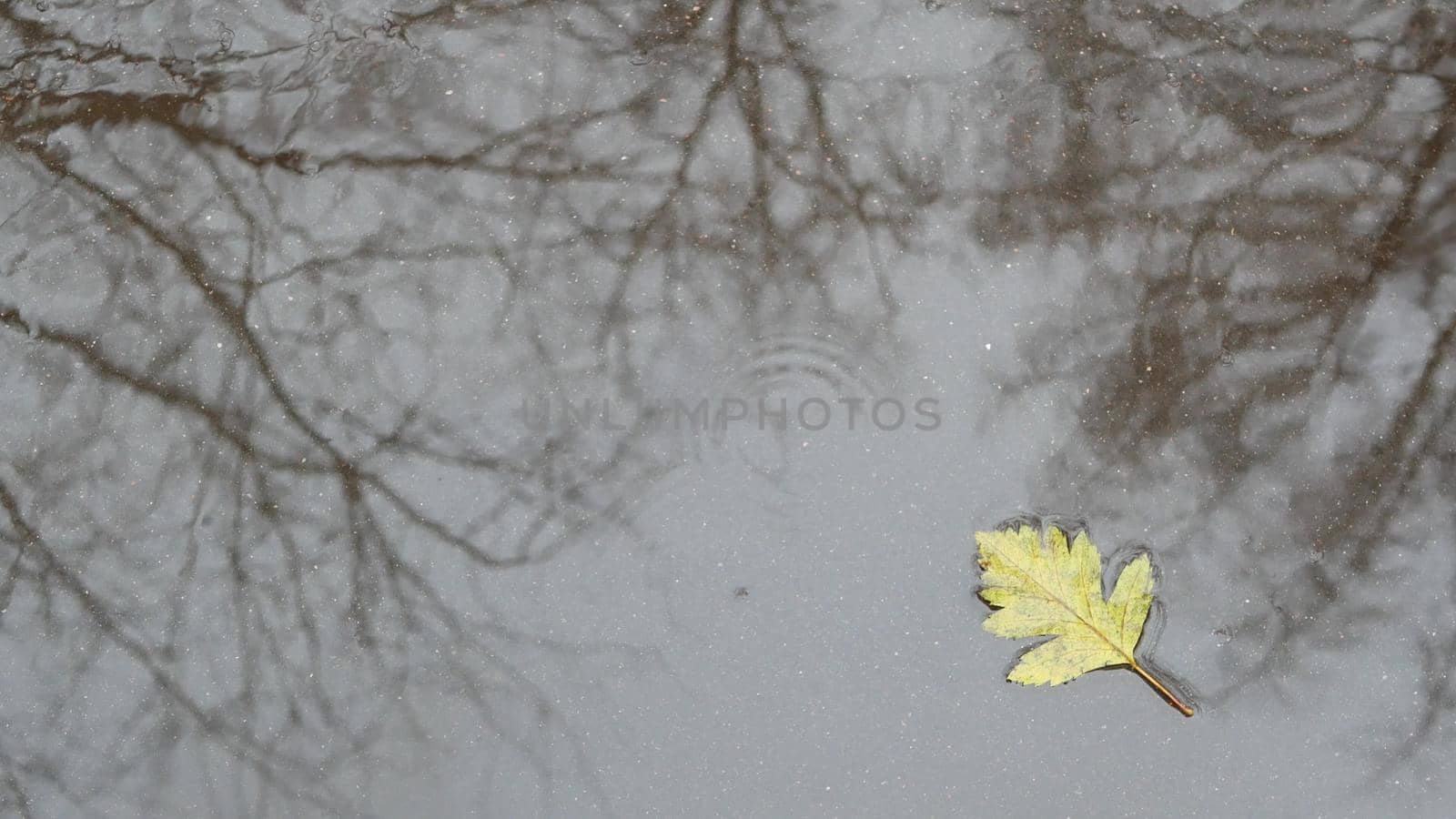 Yellow autumn fallen oak leaves, puddle on grey asphalt. Fall bare leafless tree branches reflection in water. Wet leaf and rain drops close up, waves ripple from raindrop. Gloomy melancholic weather.