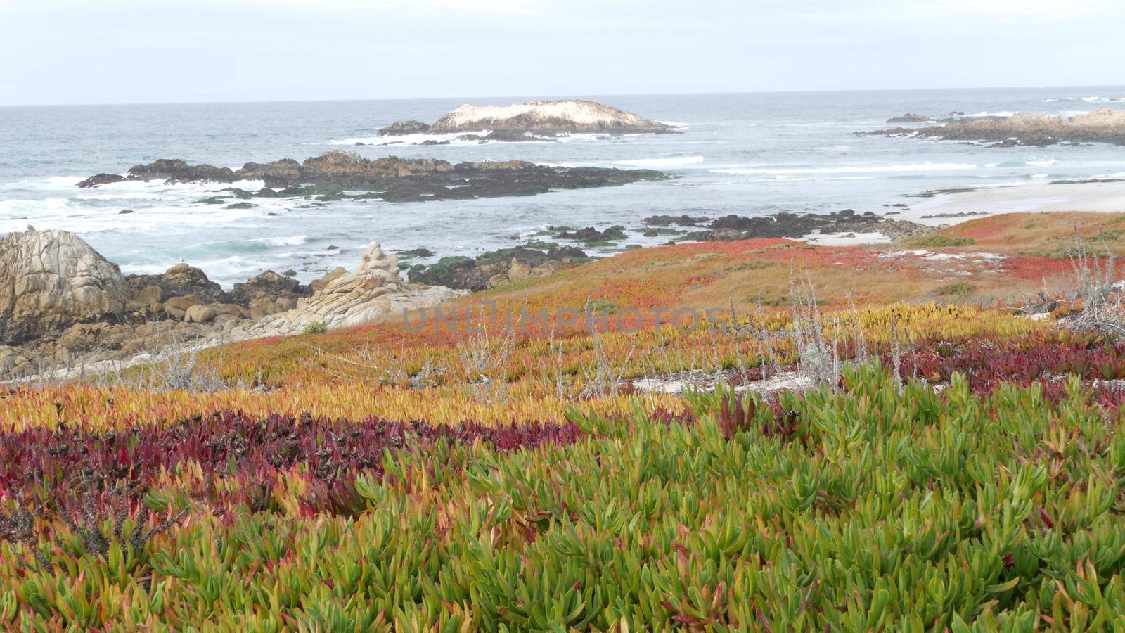 17-mile drive, Monterey, California. Rocky craggy ocean coast, waves. Succulents by DogoraSun