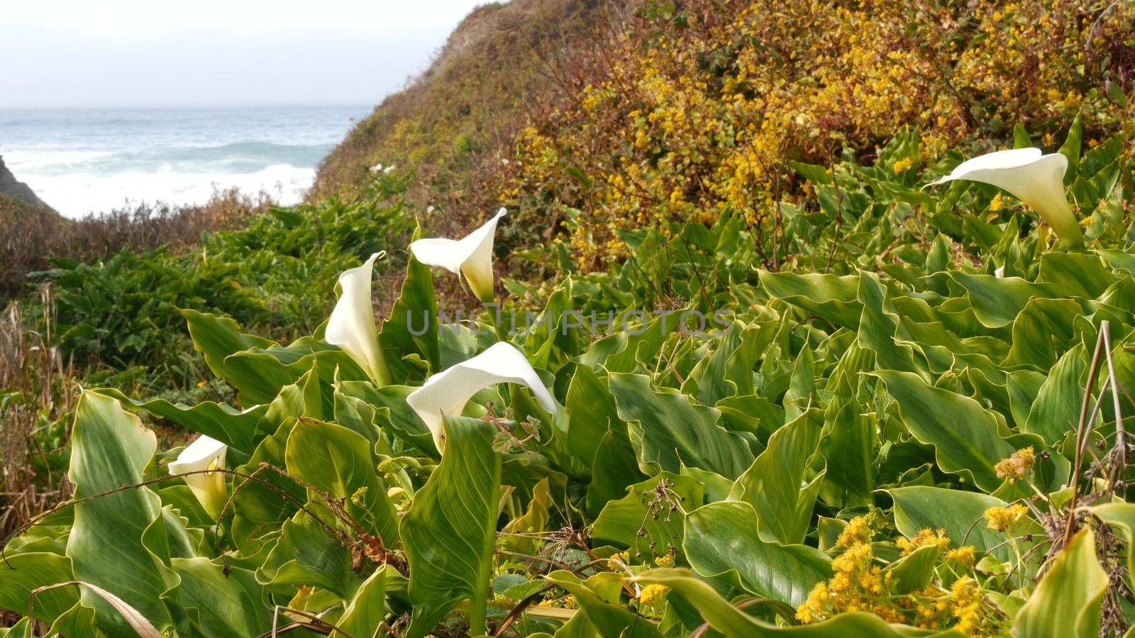 Calla lily valley, Garrapata beach, Big Sur white flower, California ocean coast by DogoraSun