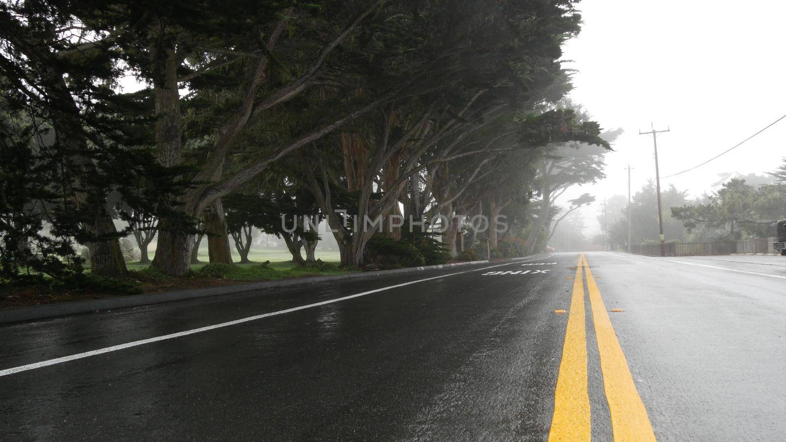 Wet road asphalt in fog, misty mysterious forest. Row of trees in foggy rainy weather, calm haze in Monterey, California USA. Tranquil atmosphere. Moody gloomy road trip, yellow dividing line marking.