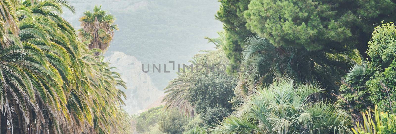 Top of huge green palm trees on pedestrian alley in seaside, Adriatic coast, Italy. Tropical landscape, opulent vegetation. Panorama