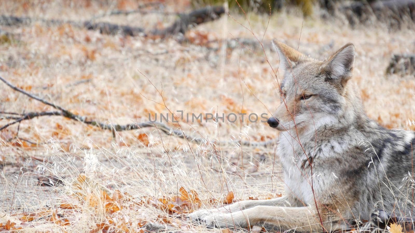 Wild furry wolf, gray coyote or grey coywolf, autumn forest glade, Yosemite national park wildlife, California fauna, USA. Portrait of hybrid dog like animal lying down on grass. Face, head and eyes.
