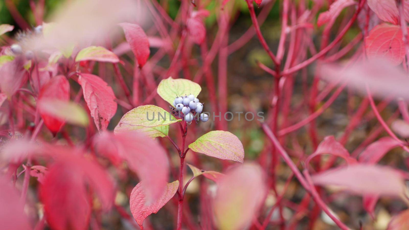 Red autumn leaves, wild dogwood berry fall leaf in forest or woods. Leafage in park. by DogoraSun