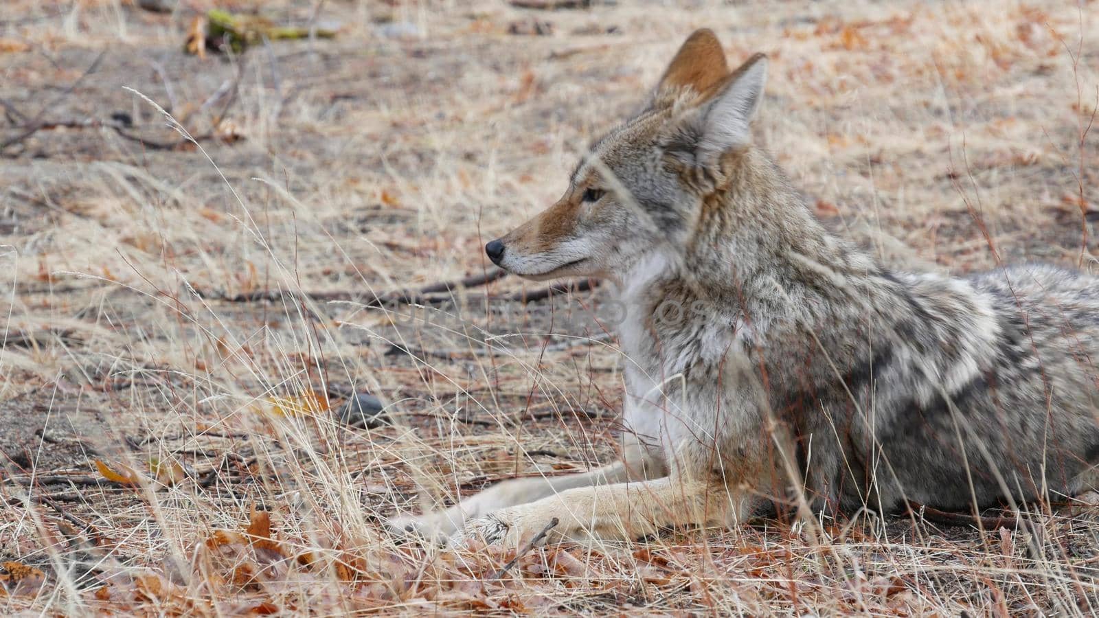 Wolf coyote or coywolf portrait, head face and eyes. Autumn fall forest wildlife by DogoraSun