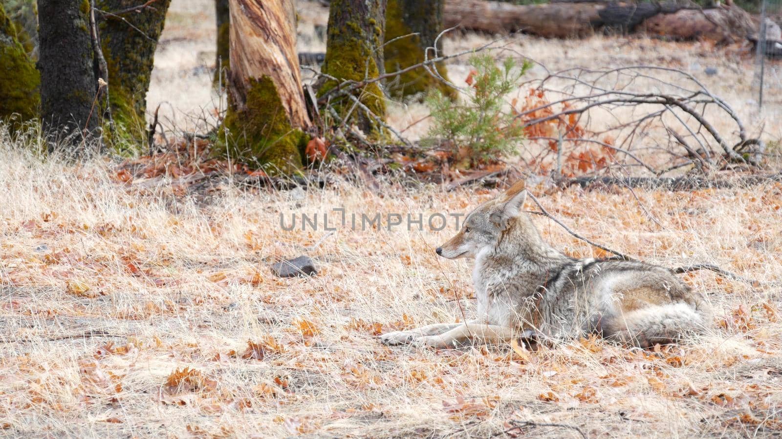 Wild furry wolf, gray coyote or grey coywolf, autumn forest glade, Yosemite national park wildlife, California fauna, USA. Carnivore undomesticated predator, hybrid dog like animal in natural habitat.