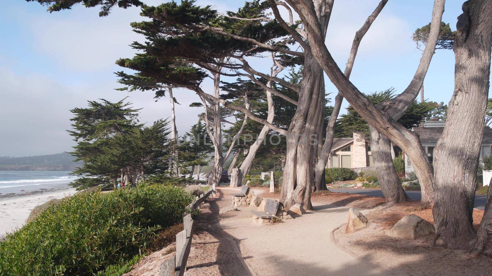 Path, trail or footpath, ocean beach, California coast. Waterfront pine cypress. by DogoraSun