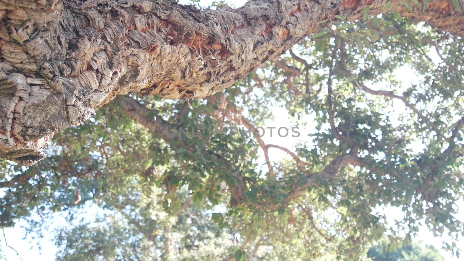 Big cork tree or large corkwood trunk, branches and canopy foliage from below, leafage low angle view. Overgrown forest or woodland, under lush greenery of huge giant plant. Green leaves in sun light.