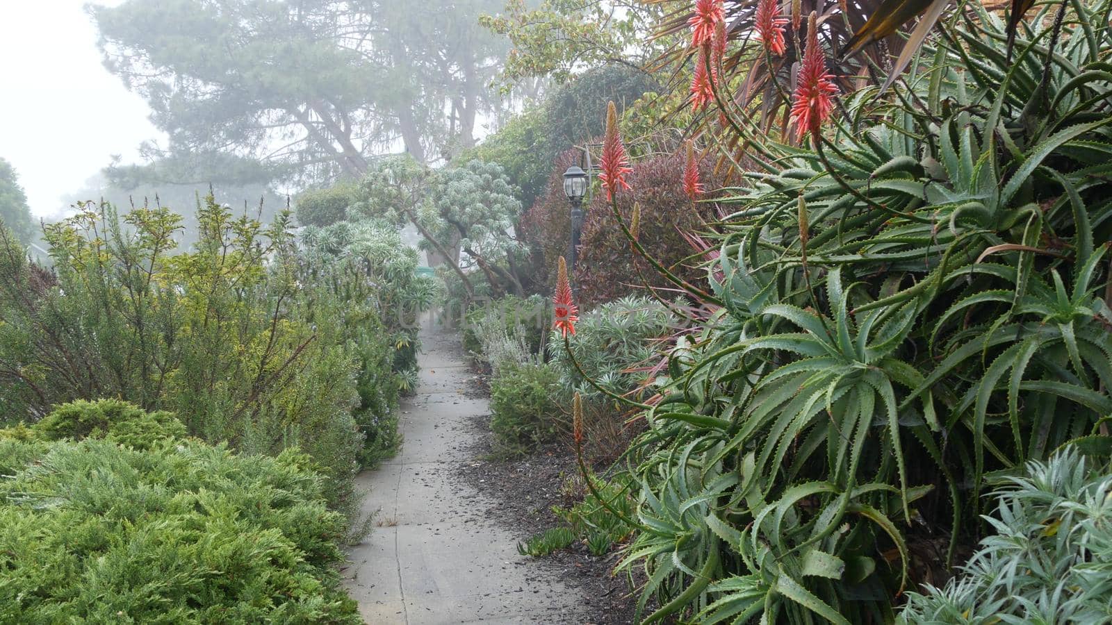 Typical generic suburban residential street, foggy misty sidewalk, Monterey nature, California flora, USA. Neighborhood suburb. Red aloe flowers in garden, floriculture. Rainy weather moody atmosphere