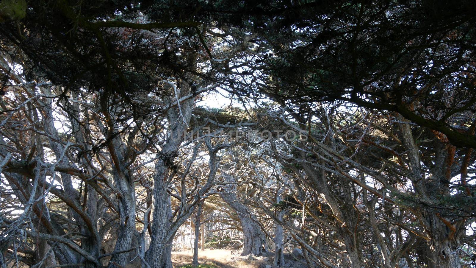 Path in forest or wood, trail in grove or woodland, Point Lobos wilderness, California USA. Coniferous pine cypress trees, moss. Gnarled twisted bare leafless dead trunks and branches. Mystery fantasy