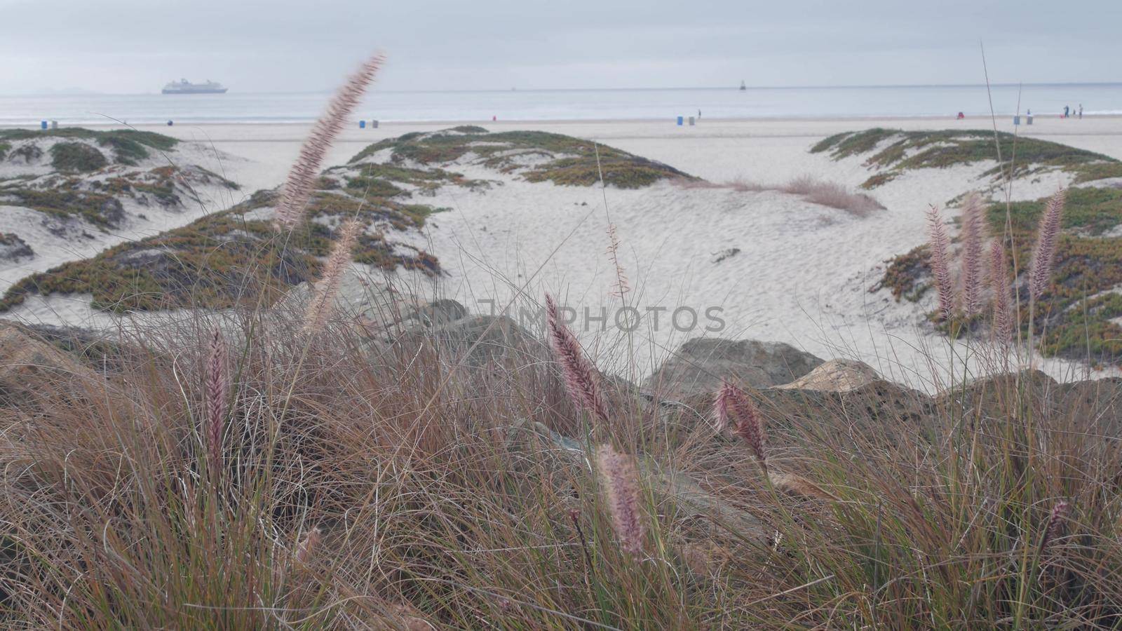Sand dunes of misty Coronado beach, ocean waves in fog, California coast, USA. Cloudy overcast weather in San Diego. Succulent plant on calm quiet sea shore in brume, grass in haze, serenity aesthetic