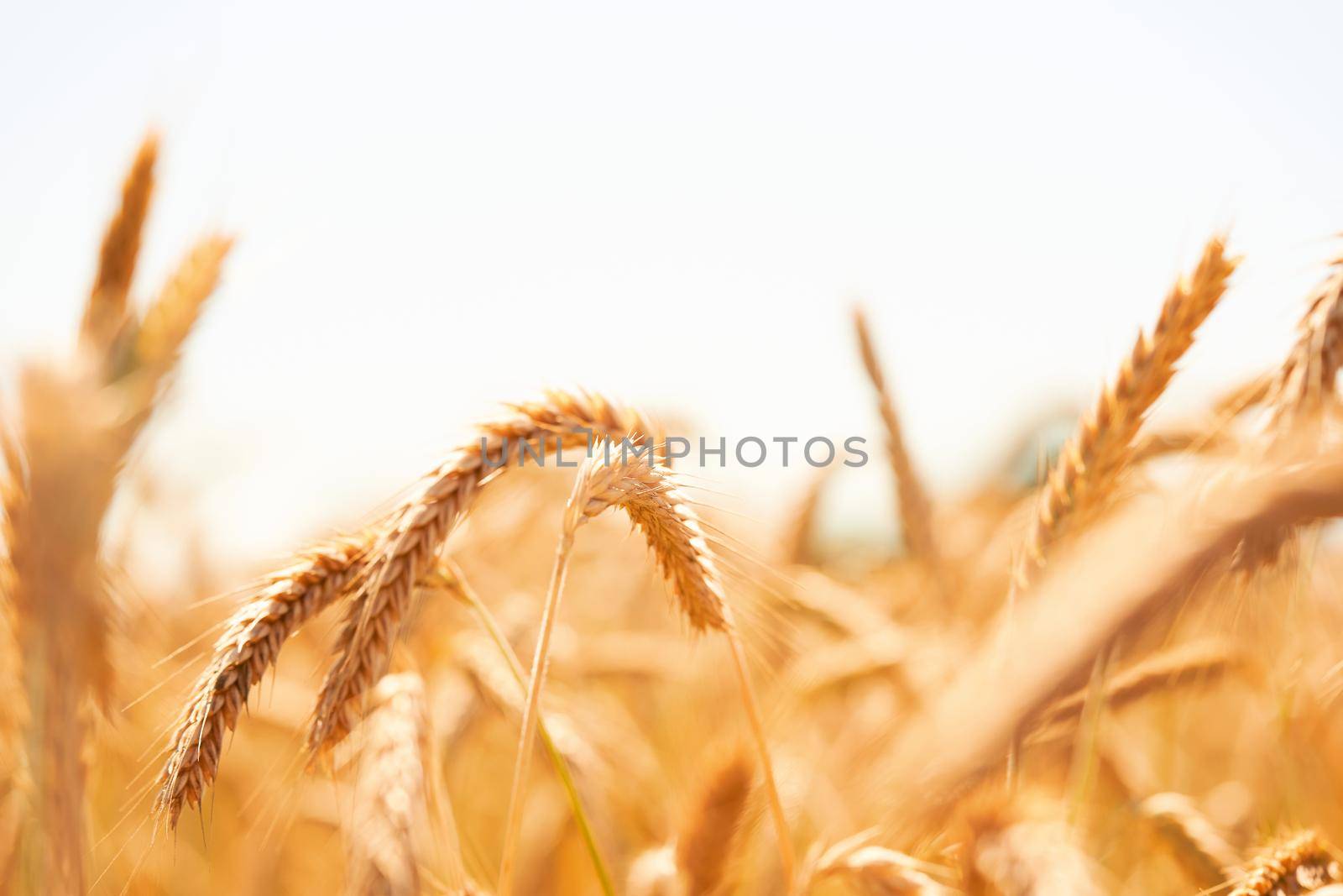 Golden ripe ears of wheat close up. Ripening wheat spikelets in rural meadow closeup. Bright ripe cereal field. by photolime