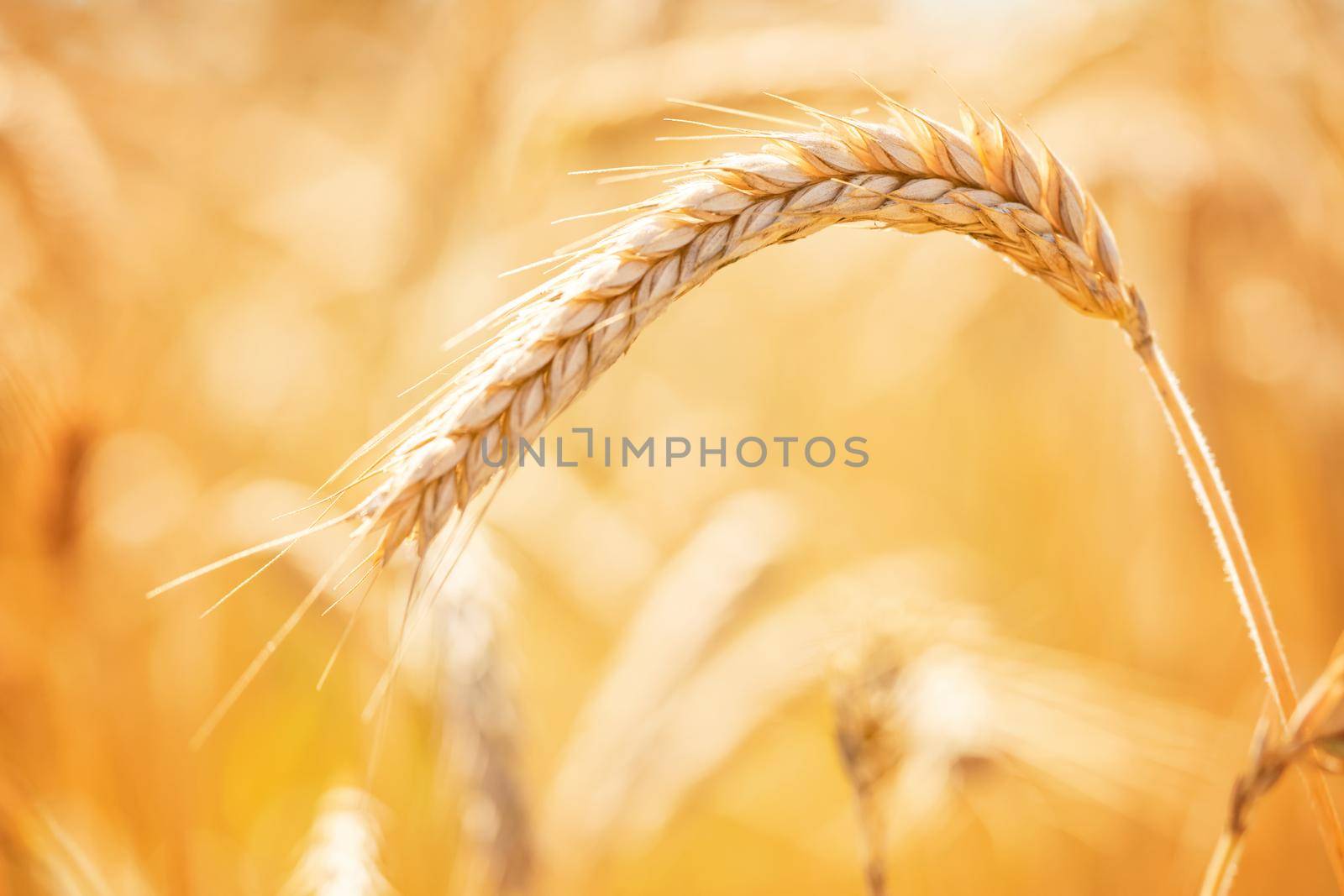 Golden ripe ears of wheat close up. Ripening wheat spikelets in rural meadow closeup. Rich harvest concept.