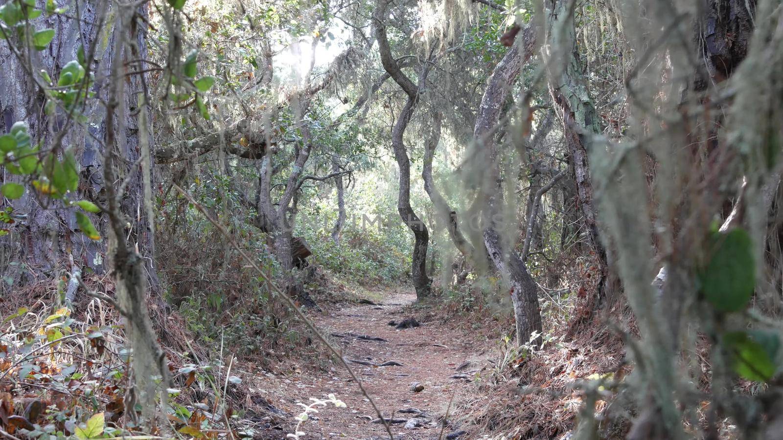 Path in live oak forest or woods, footpath trail or footway in old grove or woodland. Twisted gnarled oak trees branches and trunks. Lace lichen moss hanging. Point Lobos wilderness, California, USA.