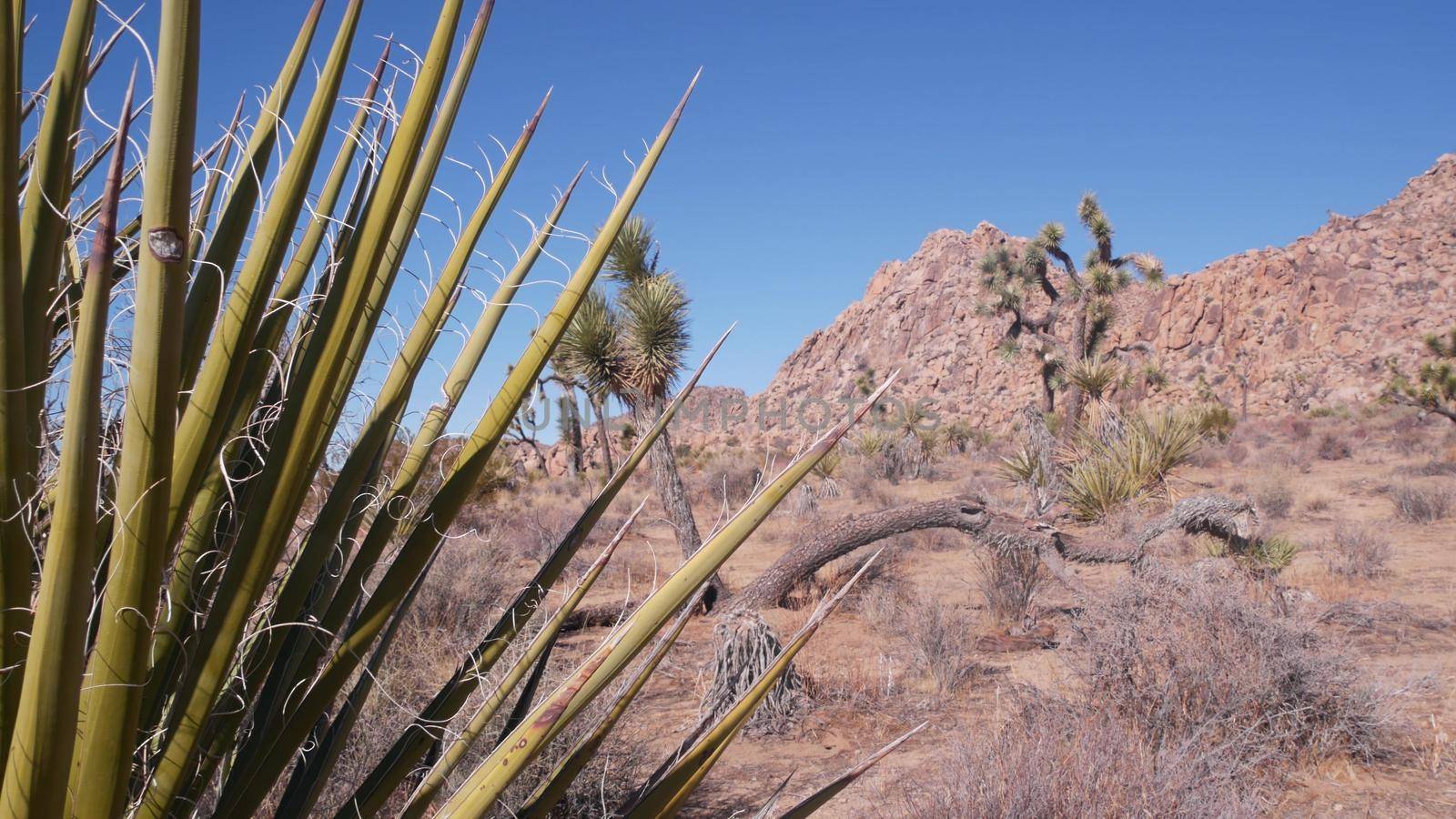Desert flora, Joshua tree national park, California USA. Wild west and indian atmosphere, western arid climate. Valley wilderness, cactus succulents, agave and yucca plants. Dry waterless shrubland.