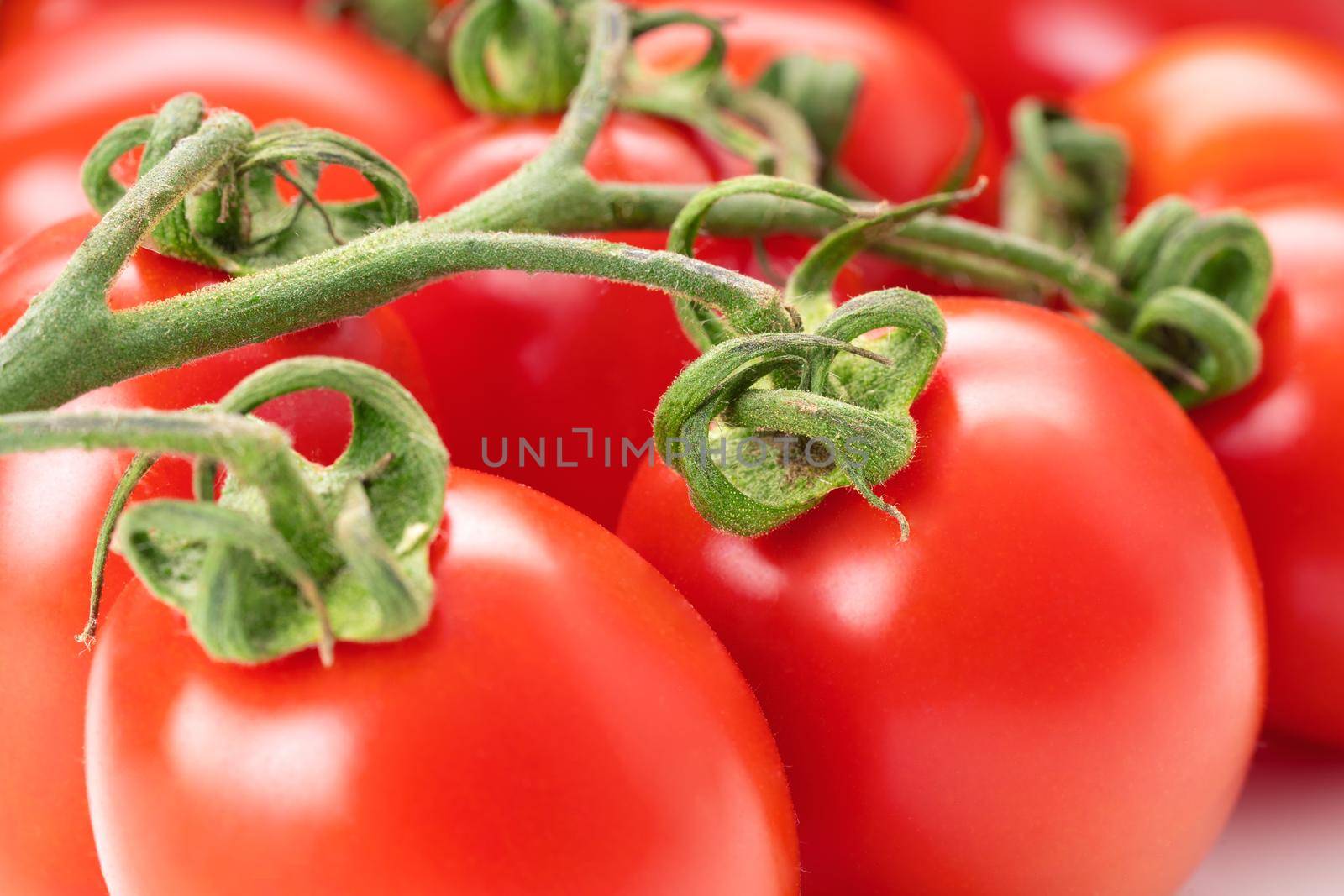 Tomato san marzano closeup for homemade tomato sauce and juice. Fresh farm elongated tomatoes, studio shot. Italian roma plum tomato lying on table