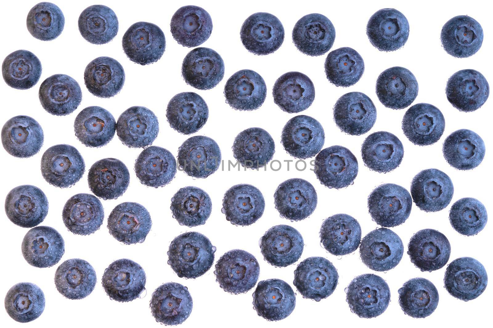 Water drops on ripe sweet billberry. Fresh blueberries background. Texture juicy blueberry berries close up. by photolime