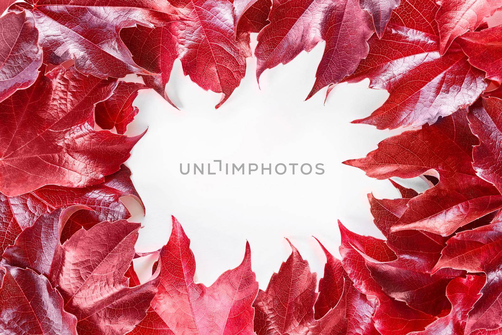 Frame with red decorative wild grape leaves isolated on white background. Decorative fox grape autumn fallen leaf border. Parthenocissus tricuspidata. Top view, flat lay