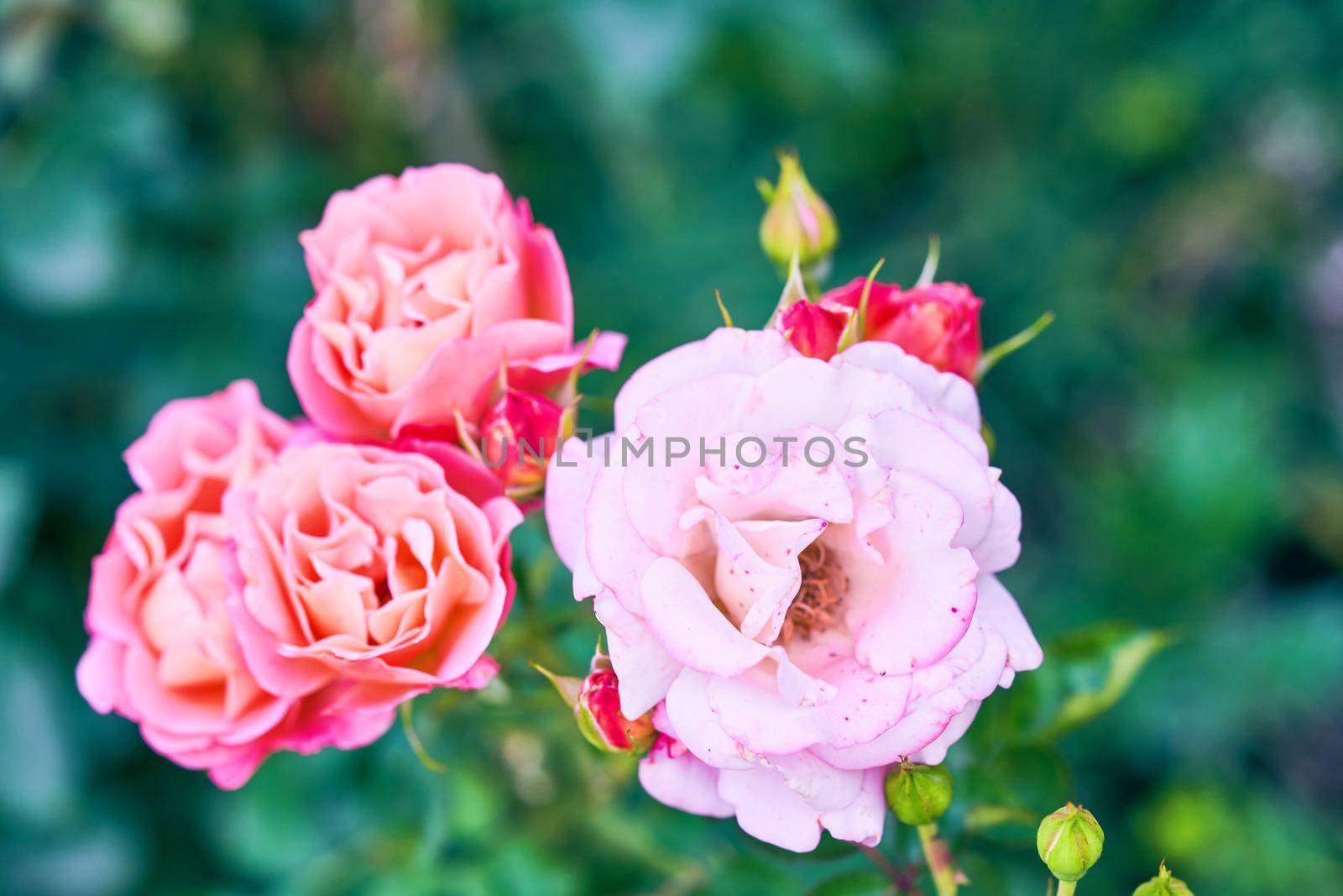 Beautiful pink roses blooming in garden close up, selective focus. Closeup buds of roses on background of greenery. Flowering rose in botanical garden. Summertime concept.