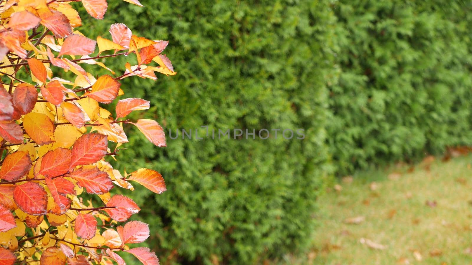 Yellow autumn leaves, orange fall leaf in ornamental garden. Leafage in park in september, october or november. Seasonal colorful foliage. Natural floral background. Trimmed bush or shrub plant wall.