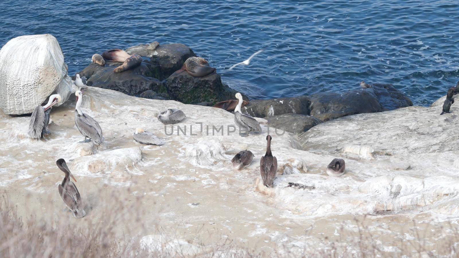 Pelican flock, colony of bird, seal or sea lion, rock by ocean water, California by DogoraSun