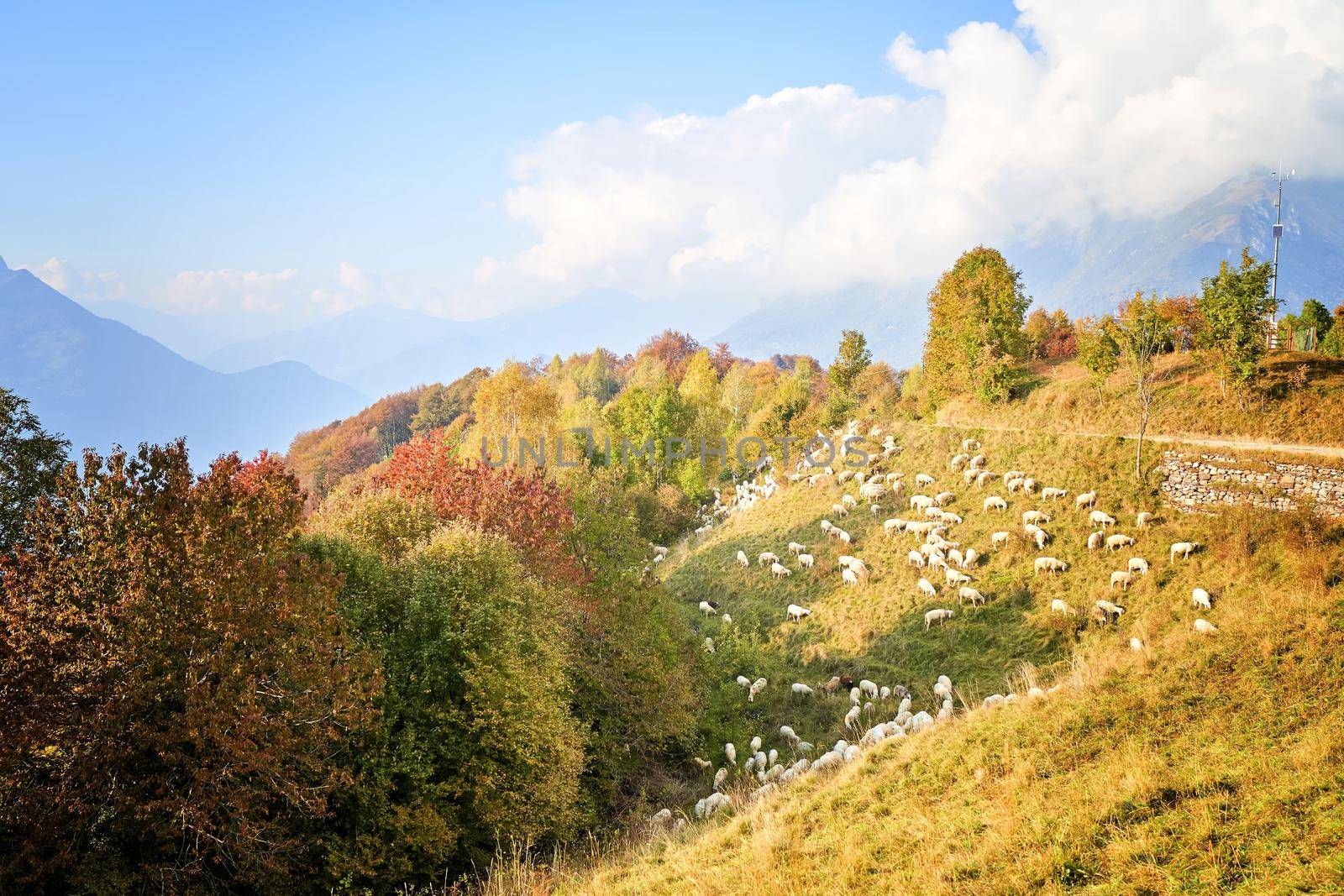 Texel cross ewe - female sheep - in lush green meadow in autumn. Herd of sheep on pasture, Italy.