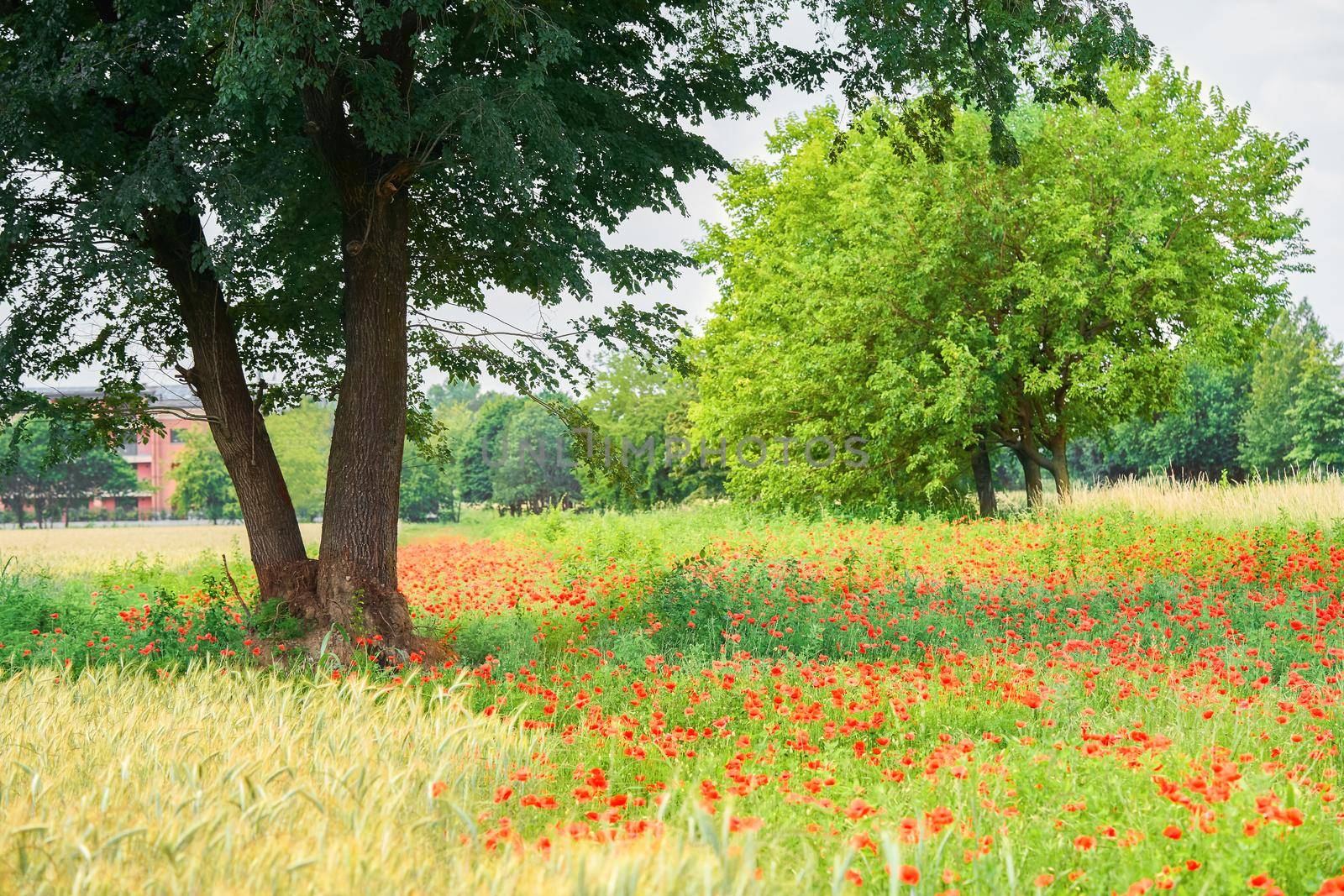 Summer scarlet poppy flowers field with bush and trees. Poppy, papaver rhoeas in meadow by photolime