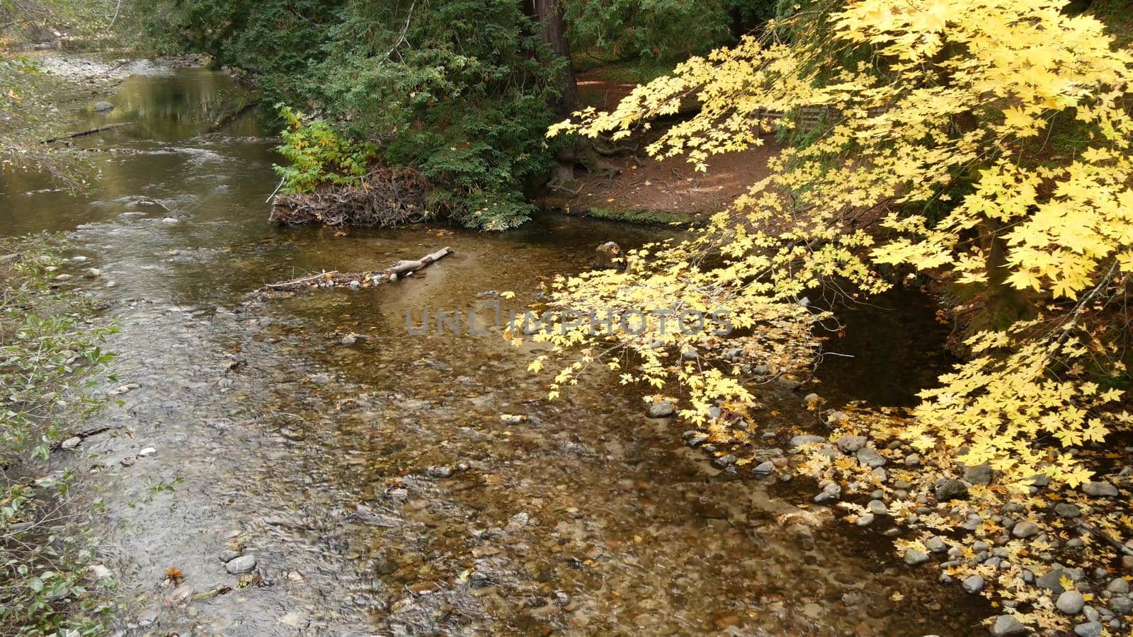 Big Sur River flowing, autumn fall forest, woodland or grove. Eco tourism trail , hiking or trekking in wood, California nature, USA. Rocky creek, pebble stones, stream water, yellow maple tree leaves