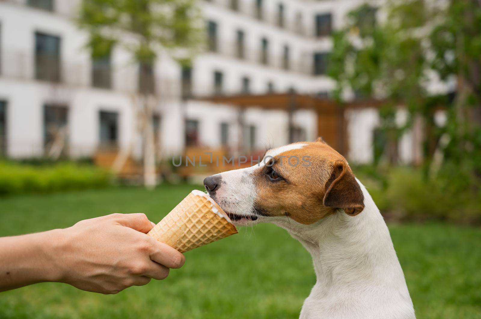 Woman feeding jack russell terrier dog with ice cream cone on hot summer day