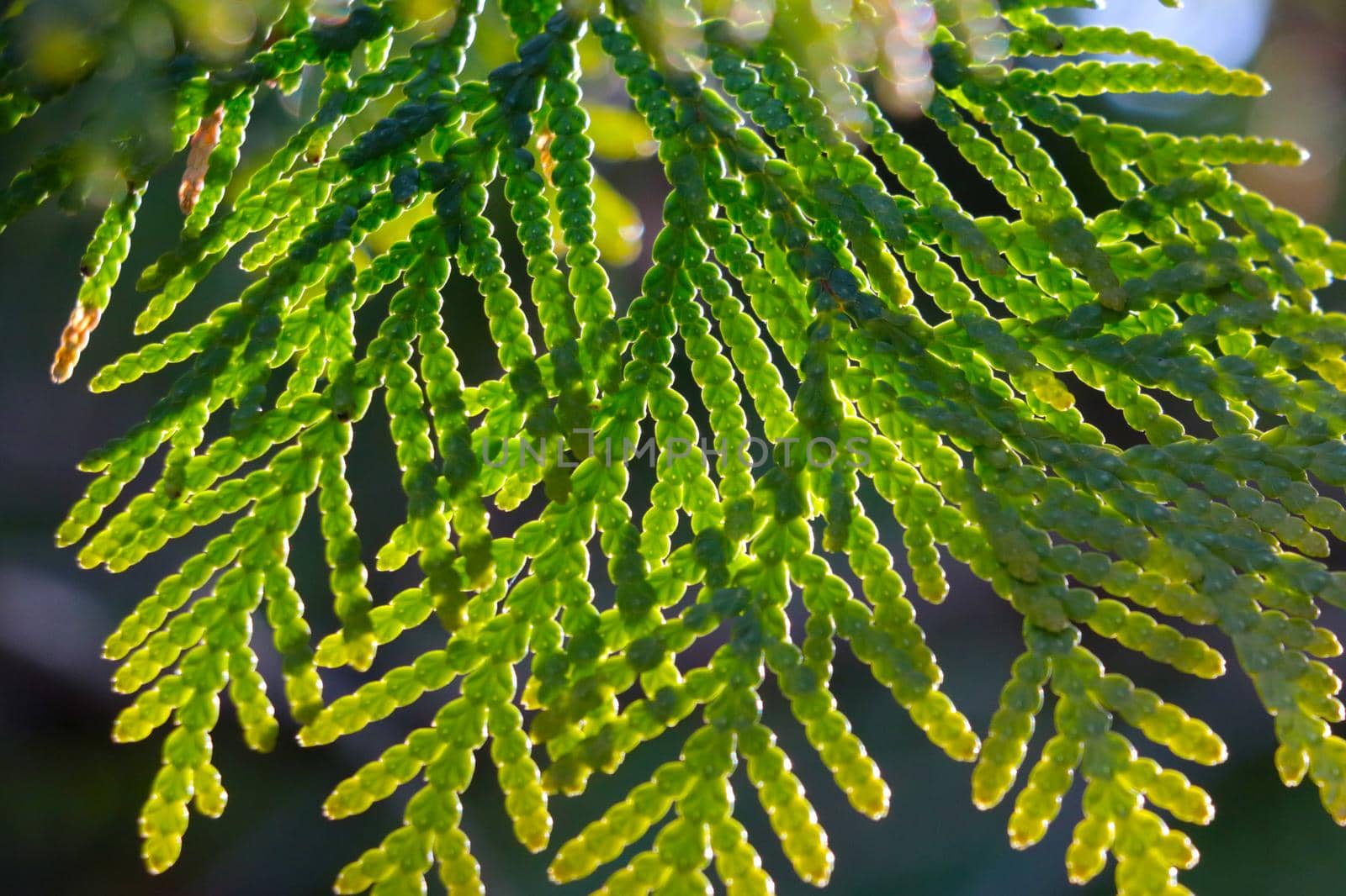 Beautiful green young juniper branch in spring. by kip02kas