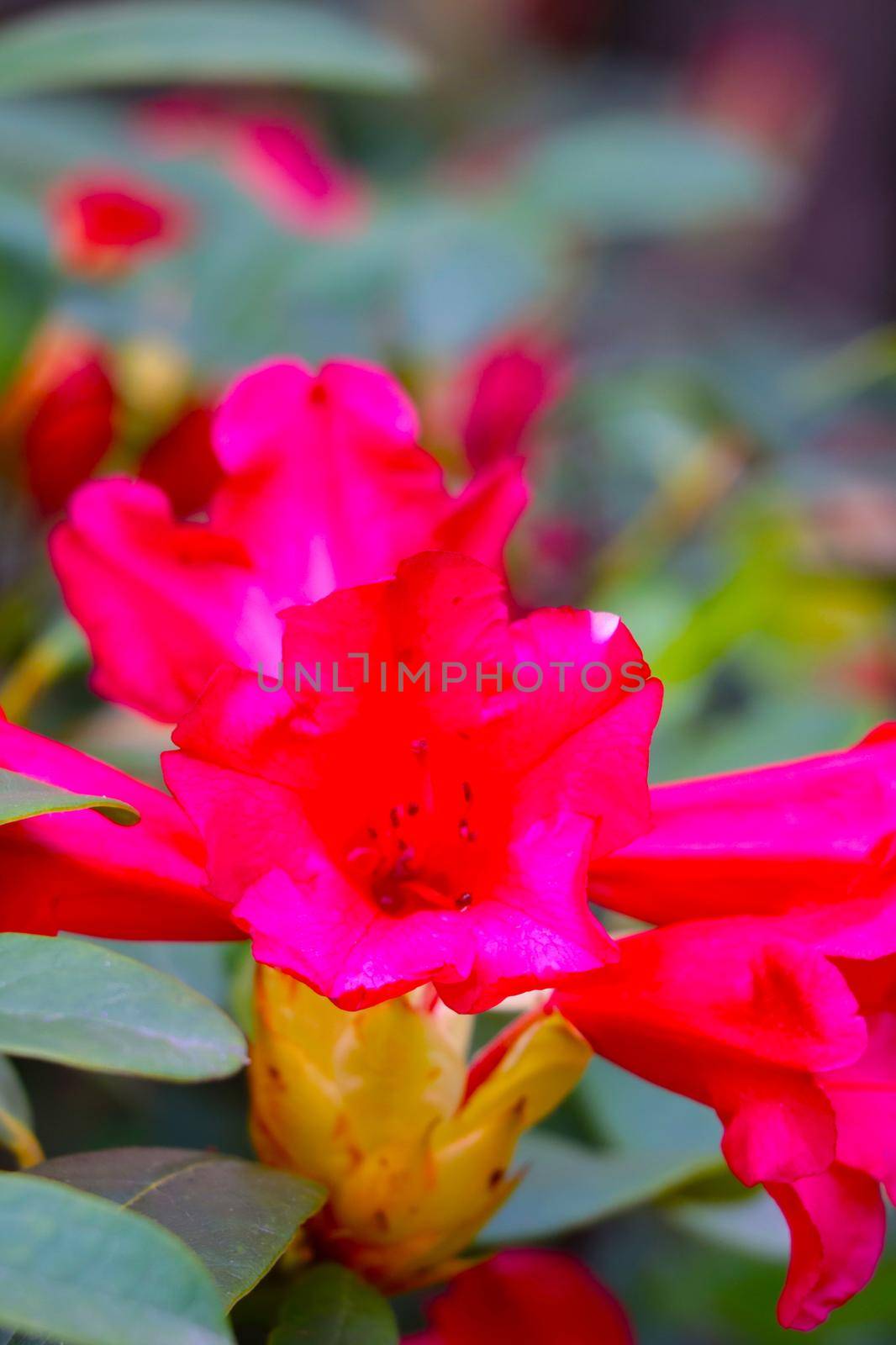 Close-up of a blooming rhododendron in the park in the spring