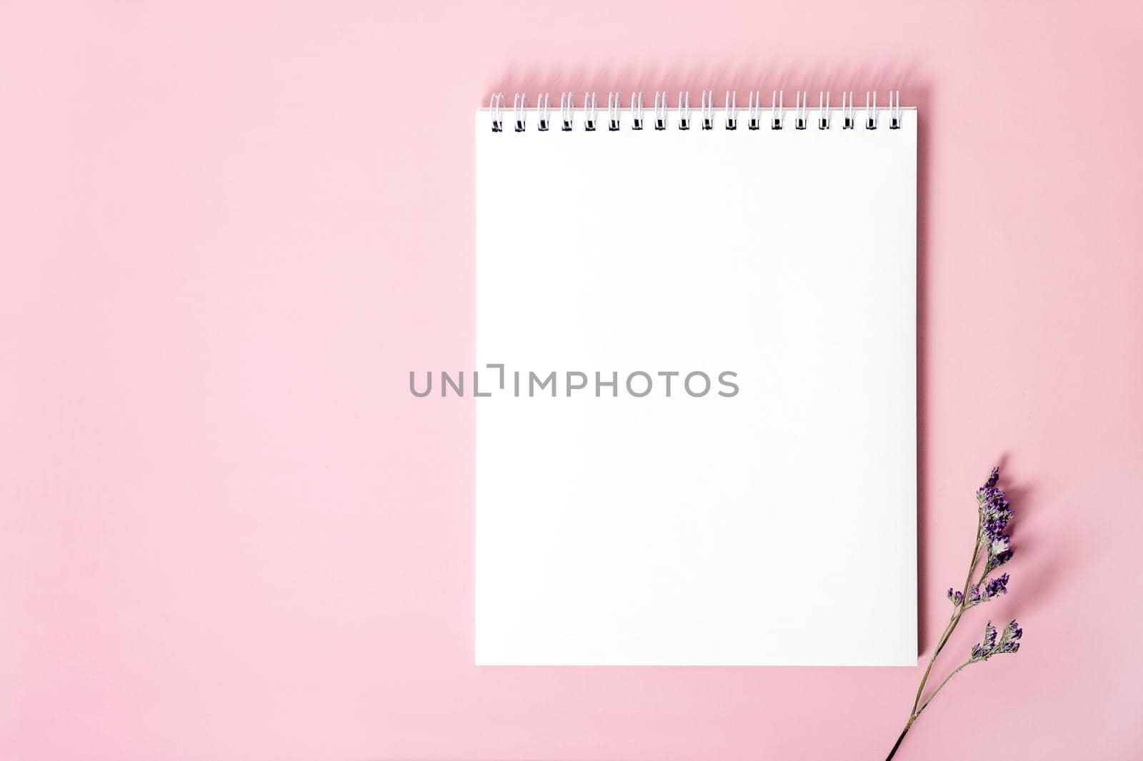 Top view mockup of spiral notepad with white blank sheets and dried flower sprig on pink background. Copy space.