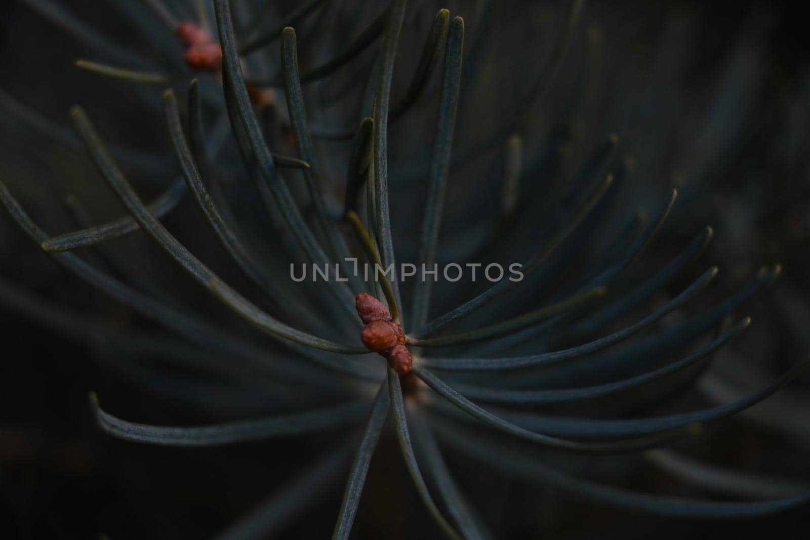 View of a pine branch with long needles. The background of nature