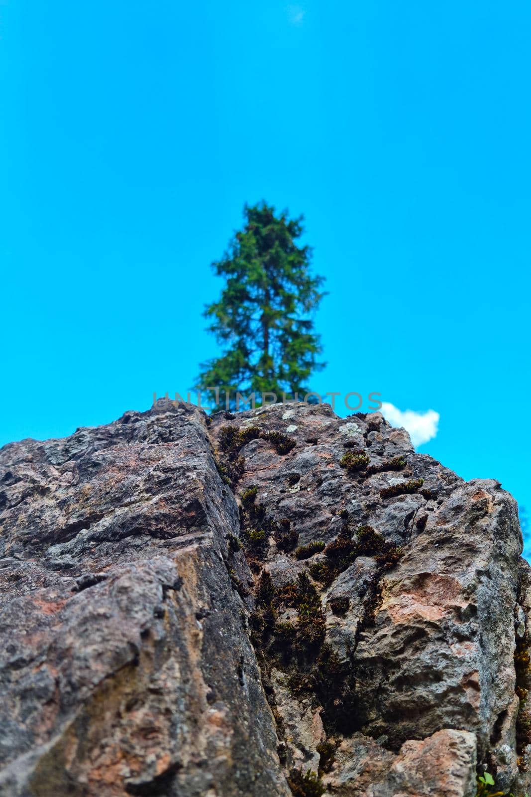 Selective focus. A green tree grows at the top of the cliff. Blue sky, sunny day