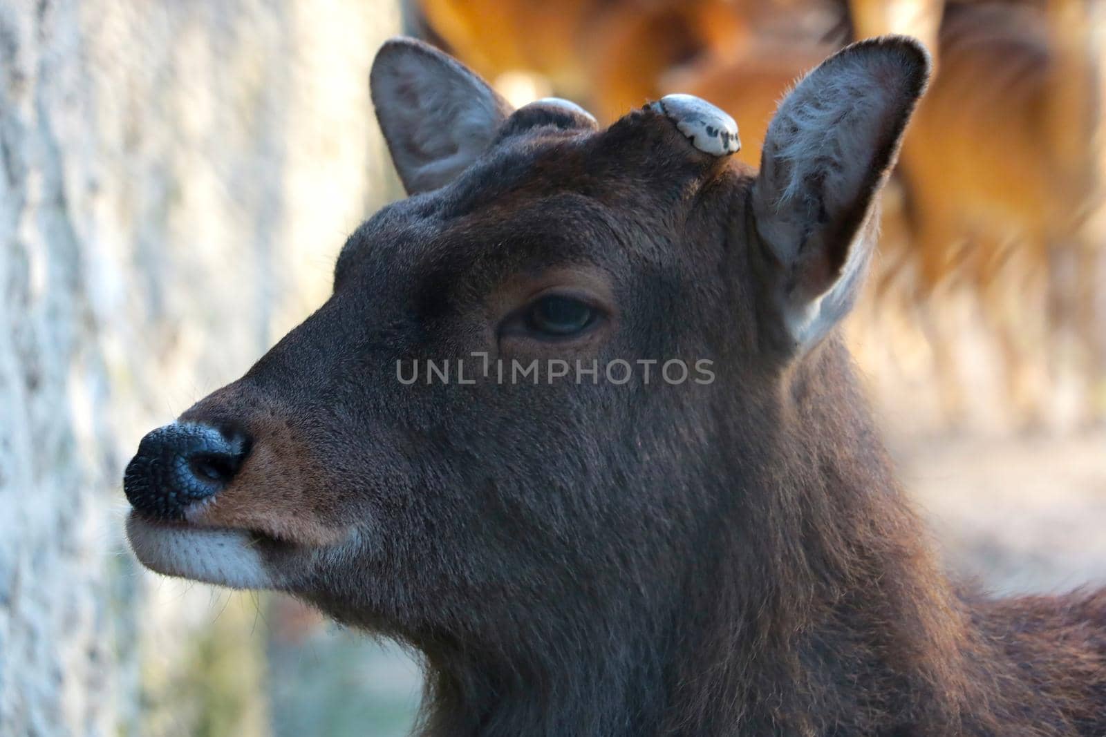 A wild antlersless deer close-up. Wildlife in the forest