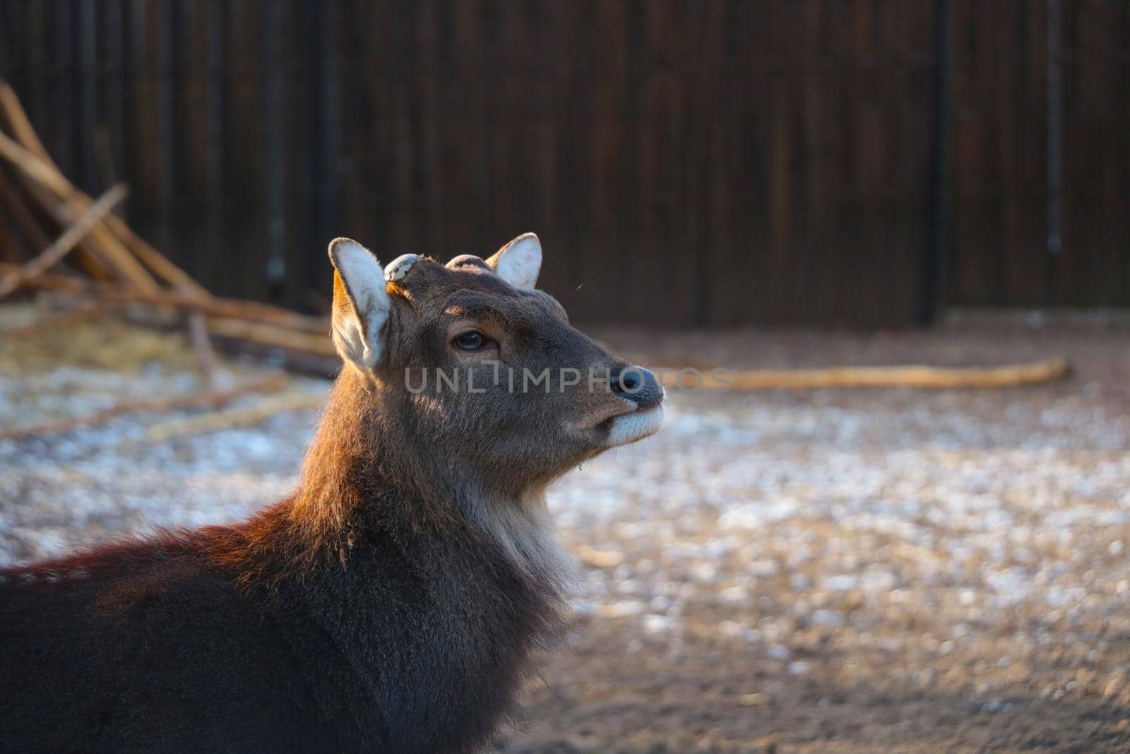 Close-up of a beautiful hornless deer in the park