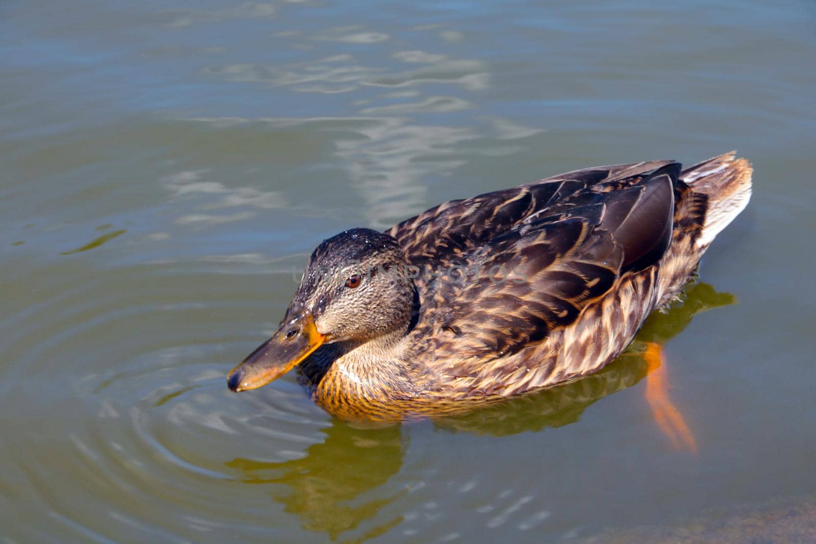 A beautiful wild duck swims on the pond. Wild birds