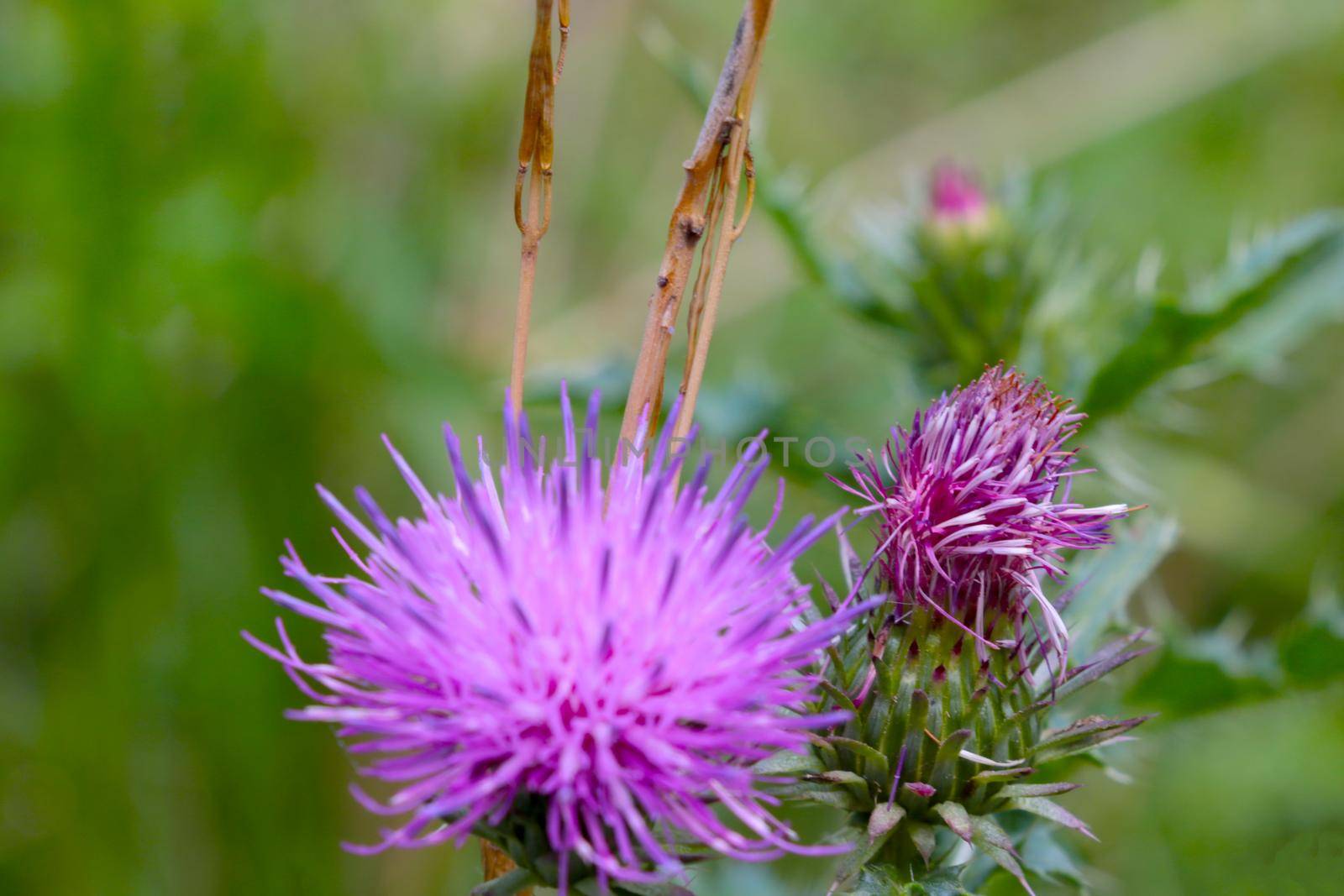 Close-up of a Cirsium vulgare flower in a meadow. by kip02kas