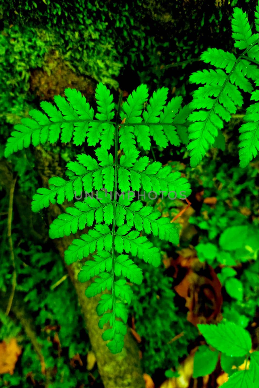 Top view of a green fern in the forest. The background of nature