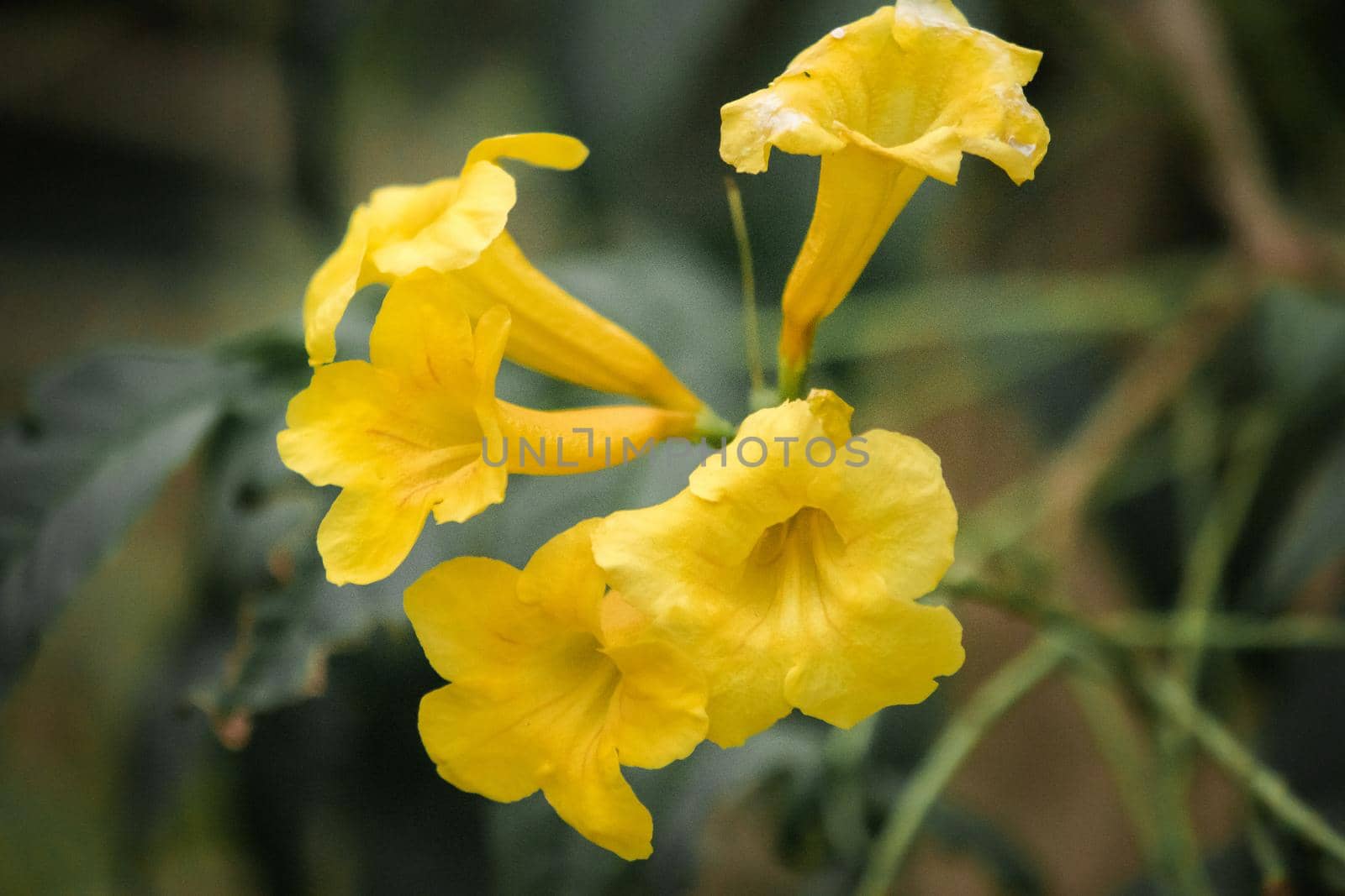 Tecoma stans bright yellow flowers Has the appearance of loosening bells or horns by Puripatt