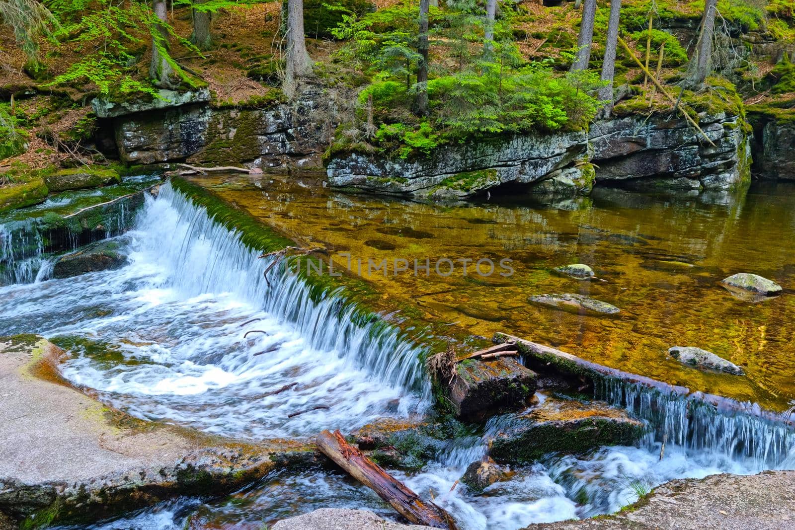 A small river flows in a beautiful green forest