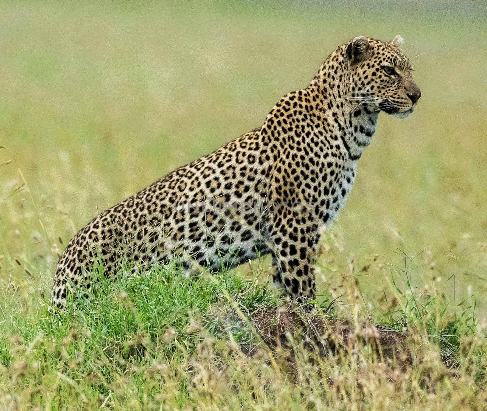 Beautiful portrait of a leopard