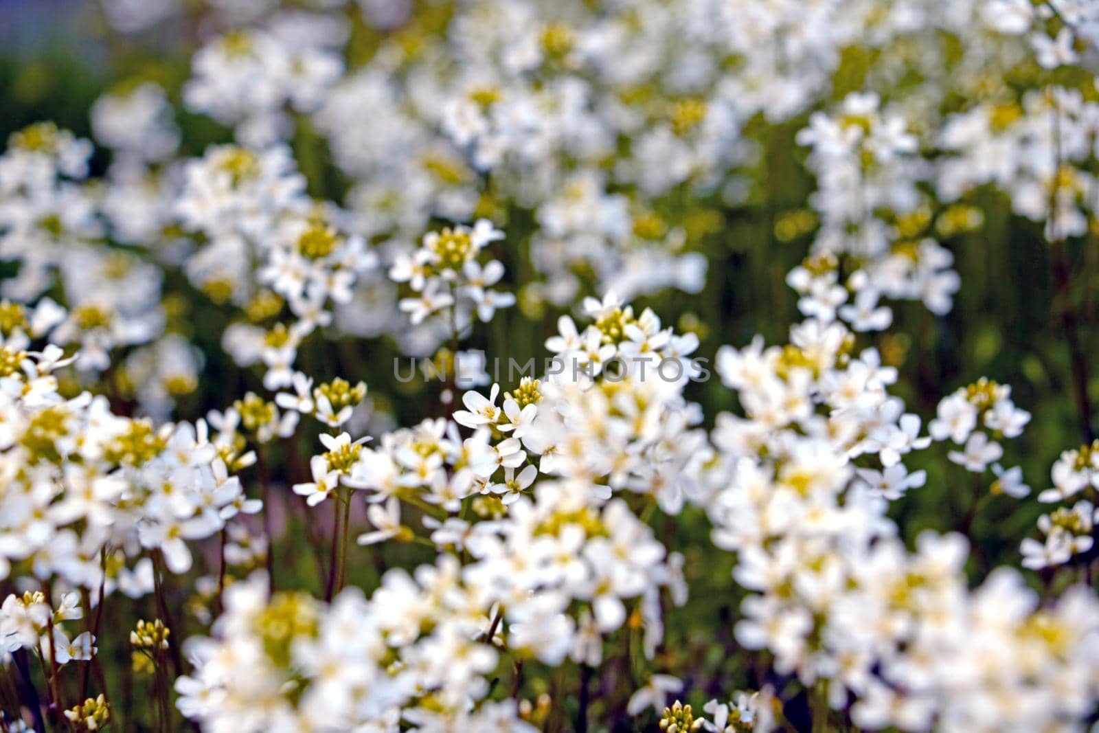 Perennial white flowers bloom in the meadow on a sunny day. by kip02kas