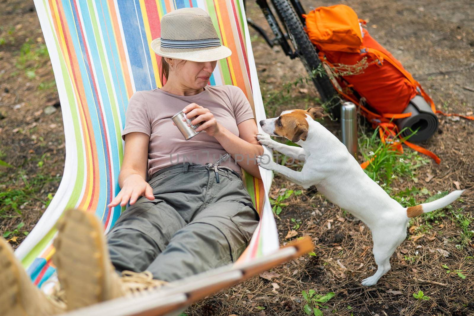 Caucasian woman lies in a hammock with Jack Russell Terrier dog in a pine forest by mrwed54