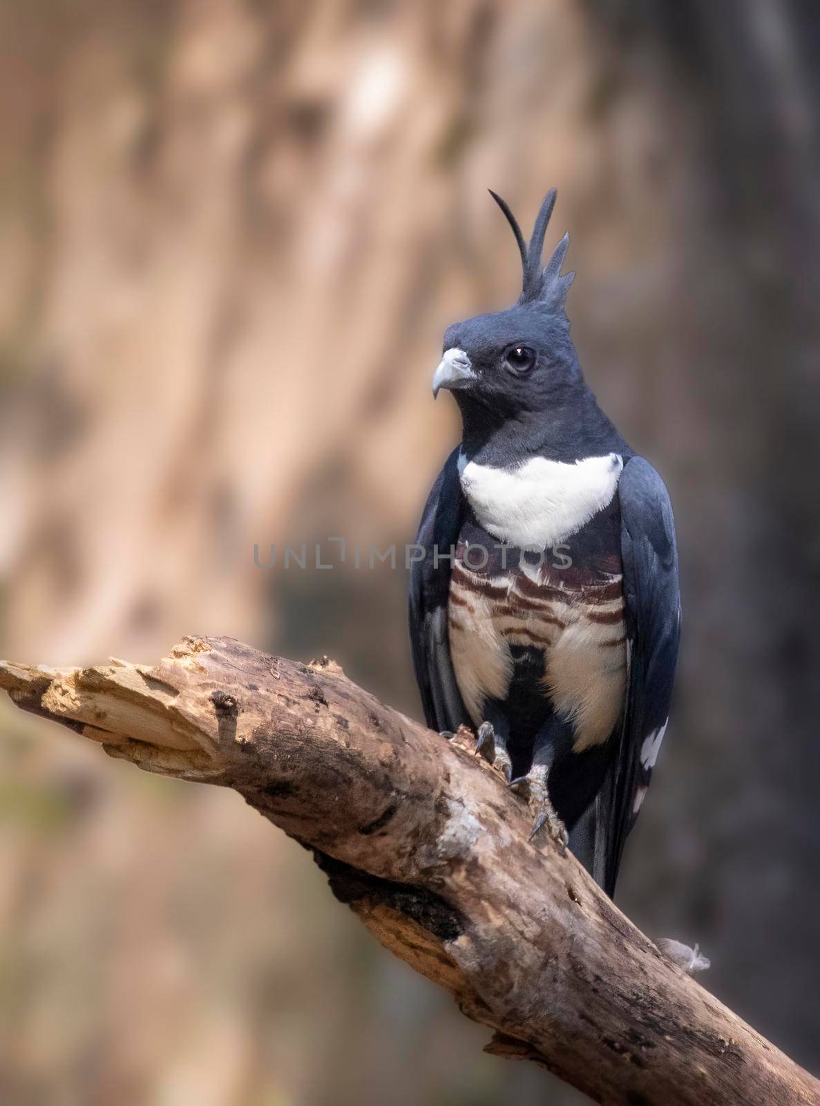 Image of black baza bird (Aviceda leuphotes) on a tree branch on nature background. Animals.