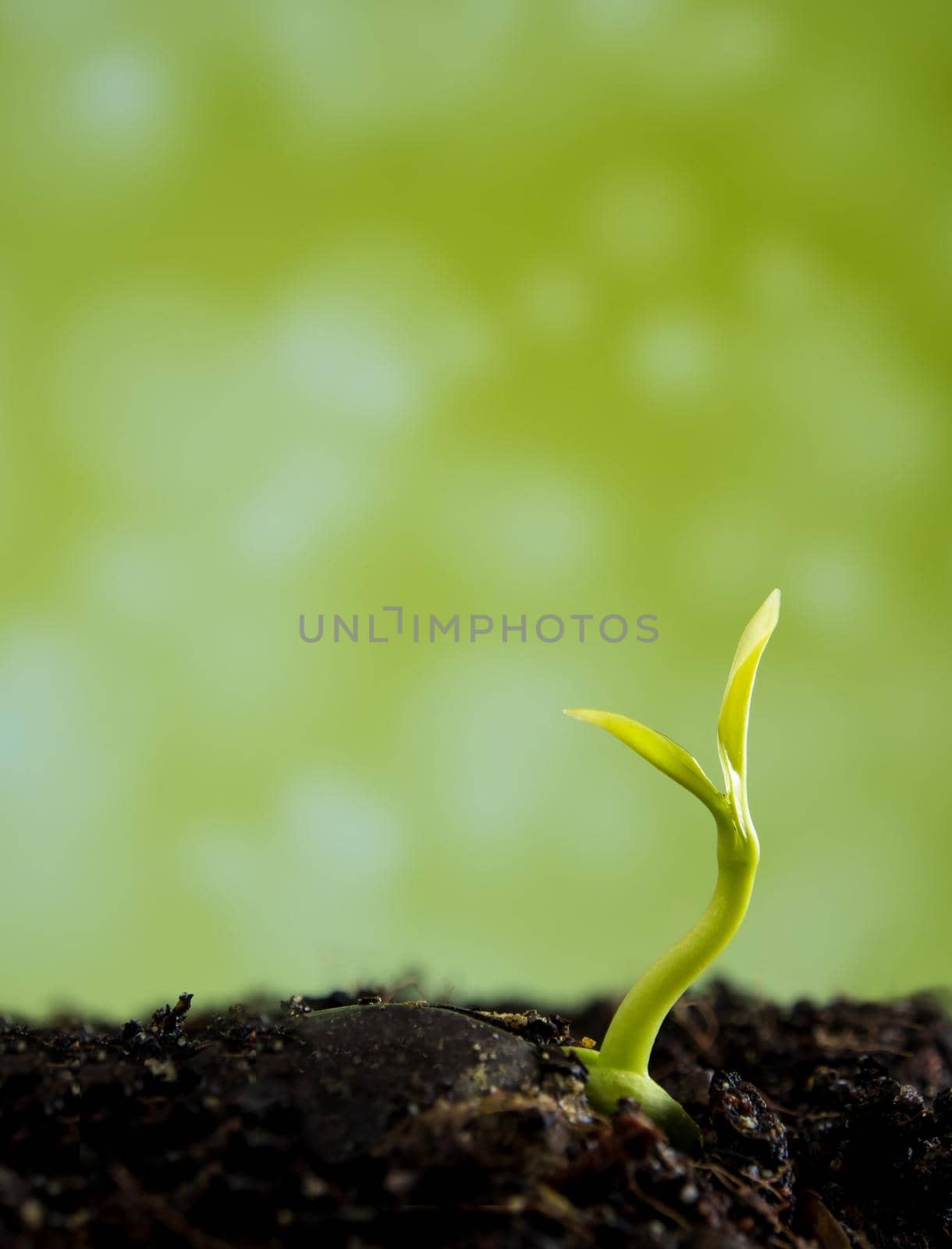 Freshness new life, leaves of young plant seeding in nature