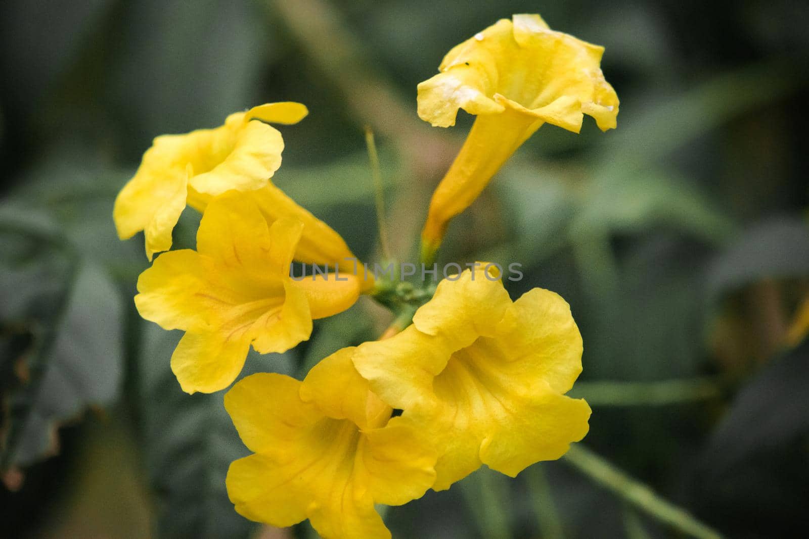 Tecoma stans, bright yellow flowers, easy to grow, popular on the street Propagated by seeds and cuttings.

